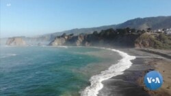 Warmer Oceans Mean More Sea Urchins Eating Through Ecosystems