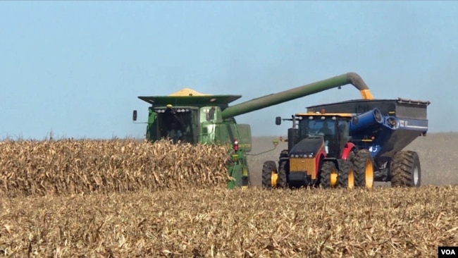 2019年10月12日伊利诺伊州农民收获玉米。