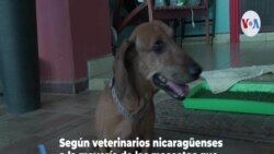 Veterinario nicaragüense devuelve la esperanza a mascotas con discapacidad