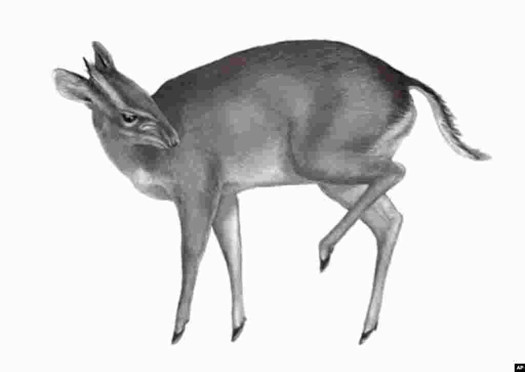 The largest new species on the list is an antelope that was first discovered being sold as bush meat in a West African market. (Drawing Yann LE BRIS)