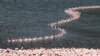 A flamboyance of flamingos crowds together in Lake Bogoria, in Baringo County, Kenya, Aug. 26, 2020.