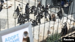 FILE — African penguins are seen at South African Foundation for the Conservation of Coastal Birds rehabilitation center, which has been incubating over 200 eggs of the endangered African penguin, since the start of the year, in Cape Town, South Africa, March 27, 2024.