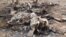 Carcasses of elephants slaughtered by poachers in Boubou Ndjida National Park, Cameroon, Feb. 16, 2012.