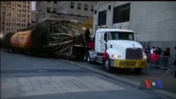 У США вже готуються до Різдва: до центру Рокфеллера в Нью-Йорку привезли різдвяну ялинку. Відео