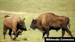 Pemerhati lingkungan memprotes rencana Polandia mengizinkan pemburu menembak bison, sementara pihak berwenang mengatakan perlunya melestarikan kawanan hewan itu dan sekaligus sebagai sumber pendapatan untuk pemeliharaannya. (Foto: dok).