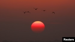 Birds fly as the sun sets over the northern Gaza Strip 