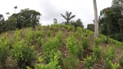 Siembra de coca alcanza máximo histórico en Colombia