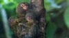 Pygmy marmoset cubs are pictured with their mother in their enclosure at the Mulhouse Zoo, eastern France.