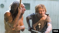 FILE - A museum recreation shows Neanderthals in this undated photo.