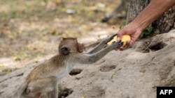 Un singe macaque prend une mangue offerte par un homme au bord de la route à Hua Hin le 29 mai 2020. (Photo de Jack TAYLOR / AFP)