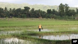 A farmer works in a rice field near the center of Pacitan, Indonesia
