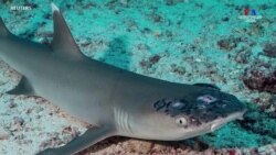 Մալայզիայի շնաձկների մոտ տարօրինակ մաշկային հիվանդություն է հայտնաբերվել