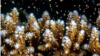 Scientists Say They Have Bred Corals to Better Resist Warm Oceans