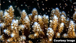 This image shows some of the selectively-bred coral at a nursery in the Pacific island nation of Palau. (Photo Credit: Jesse Alpert)