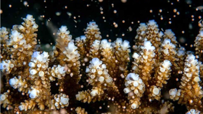 Scientists Say They Have Bred Corals to Better Resist Warm Oceans