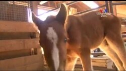 SHORT VIDEO: Փրկված ձիուկը