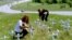 On a hillside near the Branch Davidian compound outside Waco, Rhiannon Gardner of Thousand Palms, Calif. and Linda Caliva of San Diego erect crosses, April 26,1993, for the cult members that died in the fire and for the four ATF agents that were killed in