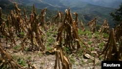 FILE - A view of corn crop, ruined by drought, in Baja Verapaz, Guatemala.