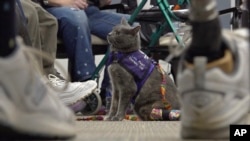 This image taken from video shows kitten Lola-Pearl looking up at attendees during a Amputees Coming Together Informing Others' Needs meeting on Monday, Dec. 11, 2023, in Troy, Ohio. (AP Photo/Patrick Orsagos)