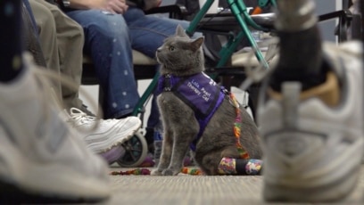 Woman, Cat Help Others through Therapy