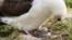 FILE - In this Feb. 7, 2017, photo provided by the U.S. Fish and Wildlife Service shows Wisdom and her new chick at the Midway Atoll National Wildlife Refuge in the Papahanaumokuakea Marine National Monument.