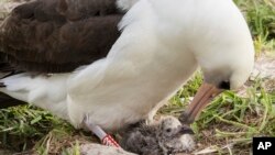 FILE - This Feb. 7, 2017, photo shows Wisdom and her new chick at the Midway Atoll National Wildlife Refuge in the Papahanaumokuakea Marine National Monument. Photo provided by the U.S. Fish and Wildlife Service.