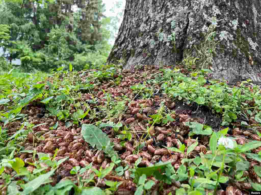 Cicada husks pile up below a tree in Princeton, New Jersey, June 2, 2021.