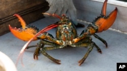 In this file photo, a lobster shows its claws after being caught off Spruce Head, Maine, on August 31, 2021. (AP Photo/Robert F. Bukaty, File)