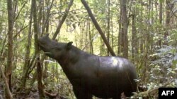 Badak Sumatera di Taman Nasional Gunung Leuser.