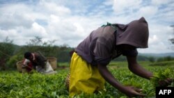 FILE - Laborers pick tea leaves in a plantation of Sorwathe Tea Ltd., in Rwanda's Cyohoha district, March 15, 2014. 