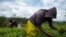 FILE - Laborers pick tea leaves in a plantation of Sorwathe Tea Ltd., in Rwanda's Cyohoha district, March 15, 2014. 