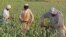 Avganistanski farmeri rade u polju maka u okrugu Džalalabad 