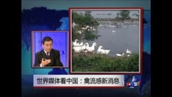 世界媒体看中国：禽流感新消息 
