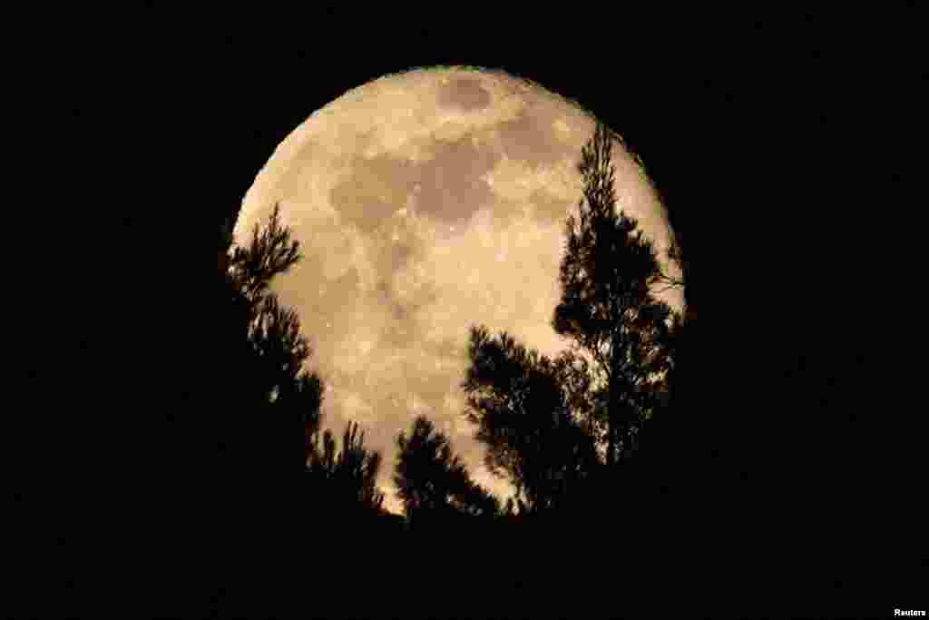 د البانیا په 'پرمټ' ښار کې د ځنګلي ونو د څانګو تر شا د پنځلسمې شپې سپوږمۍ انځور