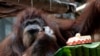 Orangutan Nenette menikmati kue ulang tahun ke-50 di kebun binatang Jardin des Plantes, Paris, Minggu, 16 Juni 2019. (Fotto: Thibault Camus/AP)