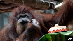 Orangutan Nenette menikmati kue ulang tahun ke-50 di kebun binatang Jardin des Plantes, Paris, Minggu, 16 Juni 2019. (Fotto: Thibault Camus/AP)