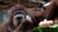 Orangutan Nenette menikmati kue ulang tahun ke-50 di kebun binatang Jardin des Plantes, Paris, Minggu, 16 Juni 2019. (Fotto: Thibault Camus/AP)