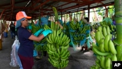 Un trabajador comienza a clasificar racimos de plátanos poco después de la cosecha en una planta empacadora en Los Ríos, Ecuador, el martes 15 de agosto de 2023.