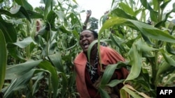 FILE - A photo taken Feb. 8, 2021, shows a farmer screaming to chase away desert locusts in maize field in Meru, Kenya.