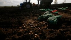 Mali Pommes Terre Senekelaw Ka Fere Diara Bobo-Dioulasso
