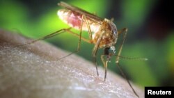 La infección es causada por un mosquito conocido como Culex Pipiens en la jerga científica, que con su picadura transmite un virus que produce fiebre, dolores de cabeza, fatiga, diarrea y erupciones cutáneas, entre otros síntomas. 