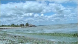 Algae Overload Infects Global Waterways
