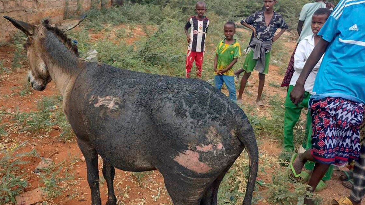 Donkey Cart Carrying Explosives Blows Up at KenyaSomalia Checkpoint