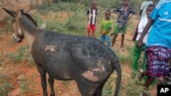 FILE - A donkey with injuries is seen after an improvised explosive device blew up in Mandera County, Kenya, January 18, 2024.