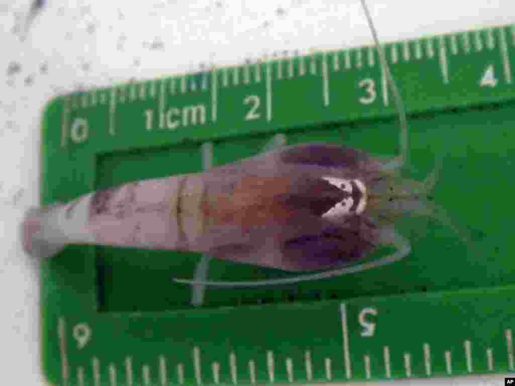 The world's deepest known vent shrimp, the Rimicaris hybisae. The pale patch behind its head is its light sensing organ. (University of Southampton / NOC)