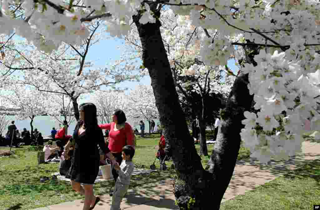 [워싱턴 D.C. 벚꽃 축제] 워싱턴의 봄
