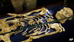 A virtually complete Australopithecus fossil is displayed at the University of the Witwatersrand in Johannesburg, South Africa, Wednesday, Dec. 6, 2017.