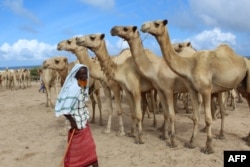 FILE — A man sells camels at El Hirka Dhere livestock market in Mogadishu, Somalia, on July 30, 2020, a day before the Muslim festival Eid Al-Adha, the feast of the sacrifice.