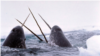 Narwhal tusks from the far North Atlantic were collected throughout Renaissance Europe as unicorn horns. Only males have these horns, which are, properly speaking, tusks because they are modified teeth. A few rare males have two.