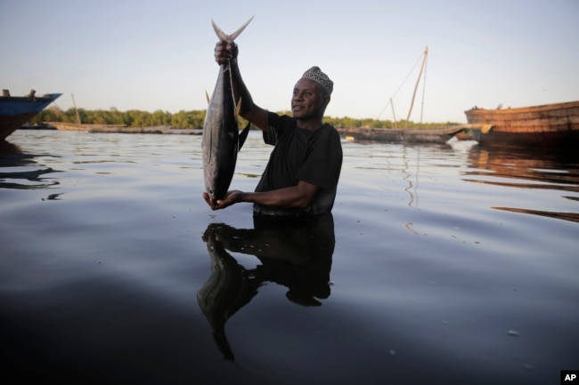 Fisherman Kassim Abdalla Zingizi holds a yellowfin tuna after a catch in Vanga, Kenya on June 14, 2022. (AP Photo/Brian Inganga)